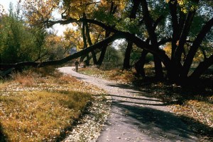 A beloved, peaceful area of the Audubon Section of the Riverfront Trails Project that the Mesa County Commissioners are trying to destroy.