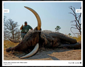 Jimmy John's owner, Jimmy John Laiutaud poses with an endangered African elephant he killed on a canned hunt.