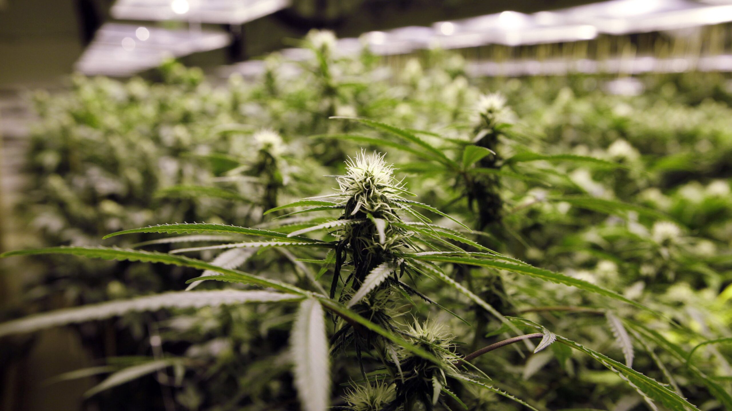 Legalized marijuana in Colorado and Washington state may open the door to a new kind of tourism.