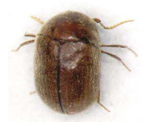 Cigarette beetles measure only 2-3 mm and thrive in the warm, humid conditions in which cigarettes are stored.