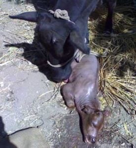 cattle-abortion