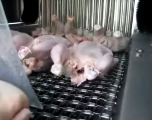 Chickens in a chicken injector machine