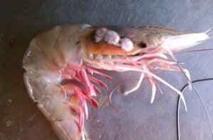 deformedshrimp